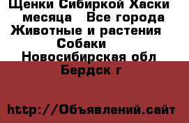 Щенки Сибиркой Хаски 2 месяца - Все города Животные и растения » Собаки   . Новосибирская обл.,Бердск г.